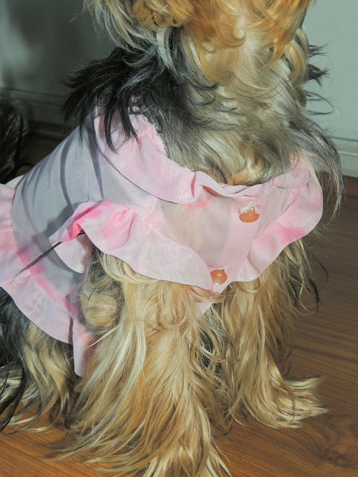 Puppy pink blossom