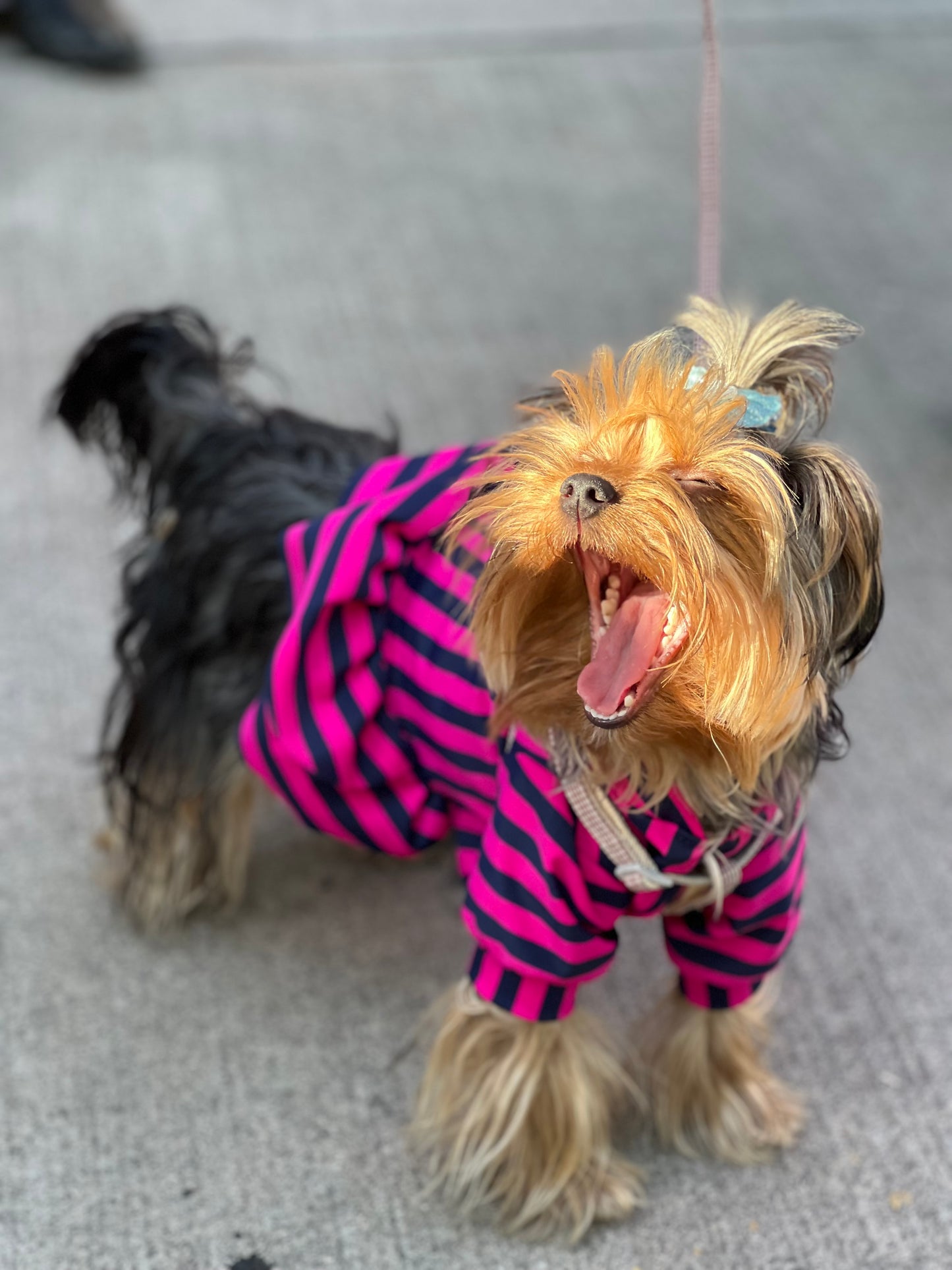Puppy pink & blue