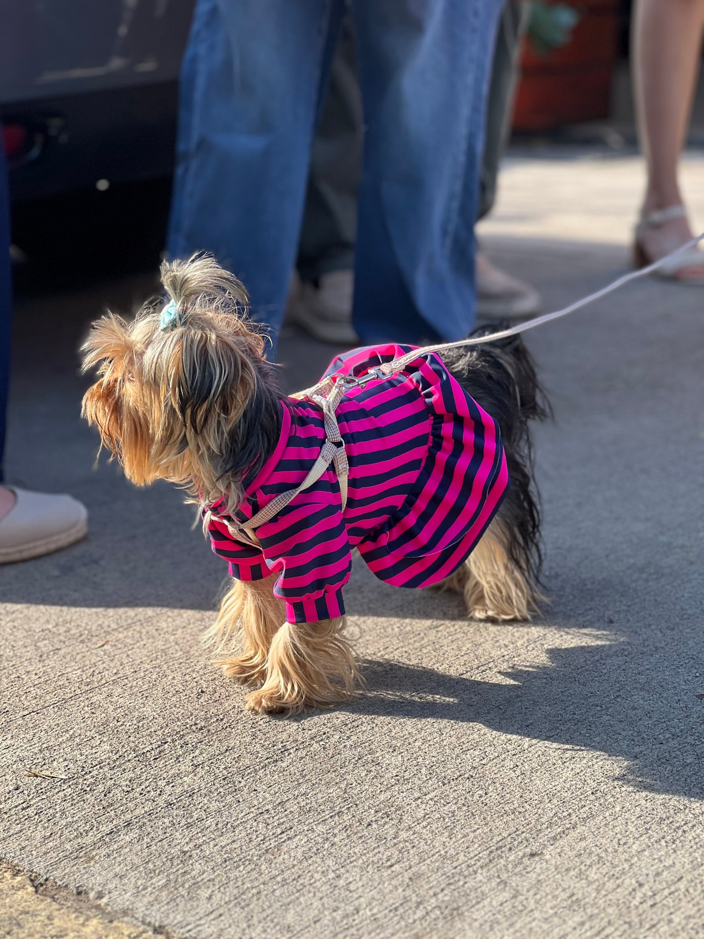 Puppy pink & blue