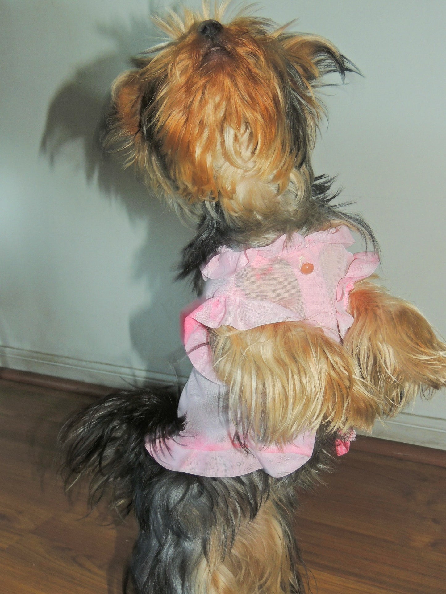 Puppy pink blossom