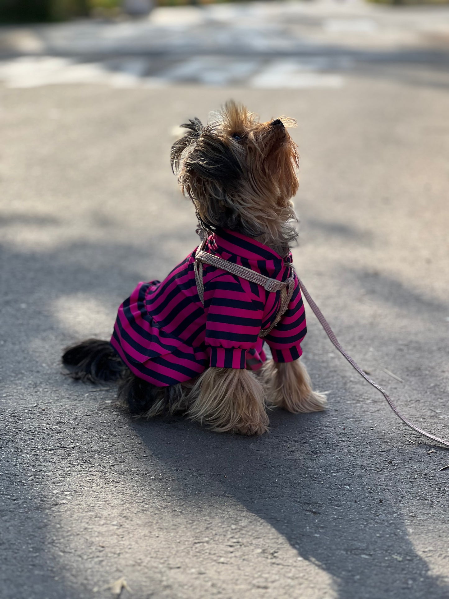 Puppy pink & blue