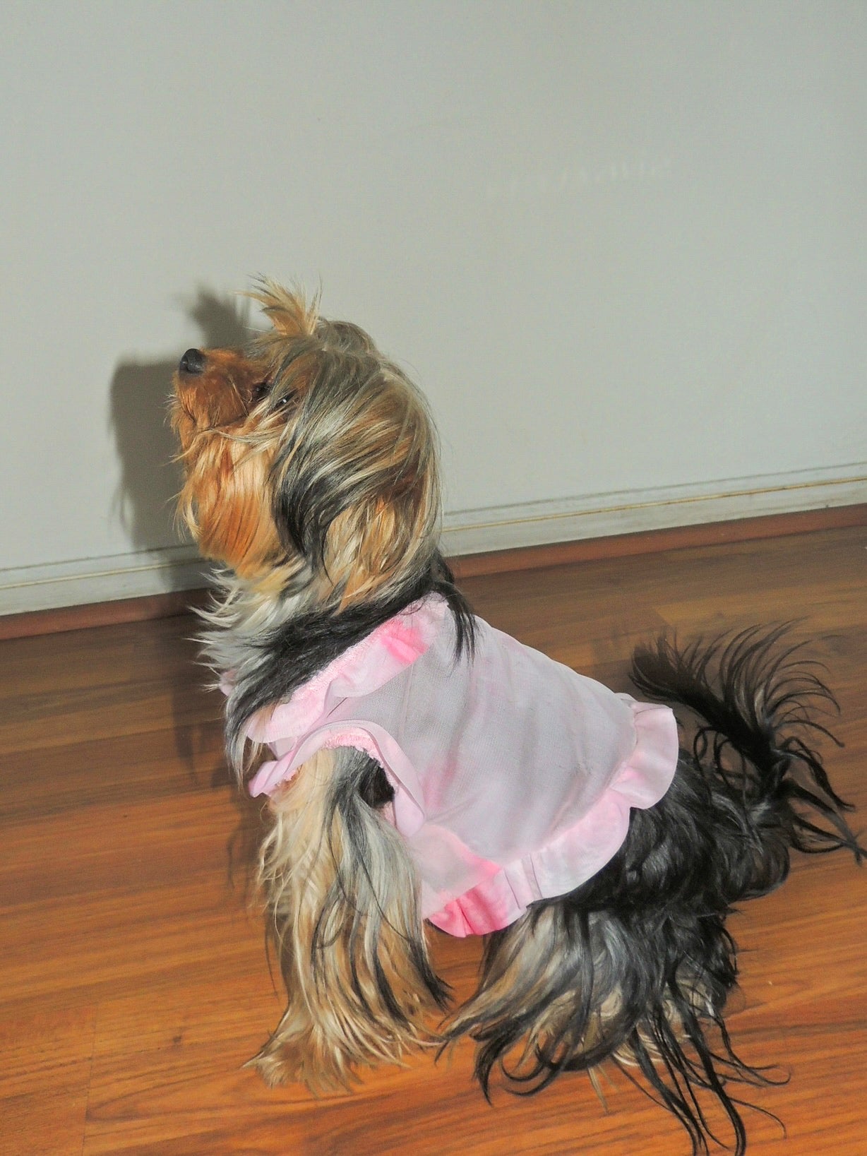Puppy pink blossom