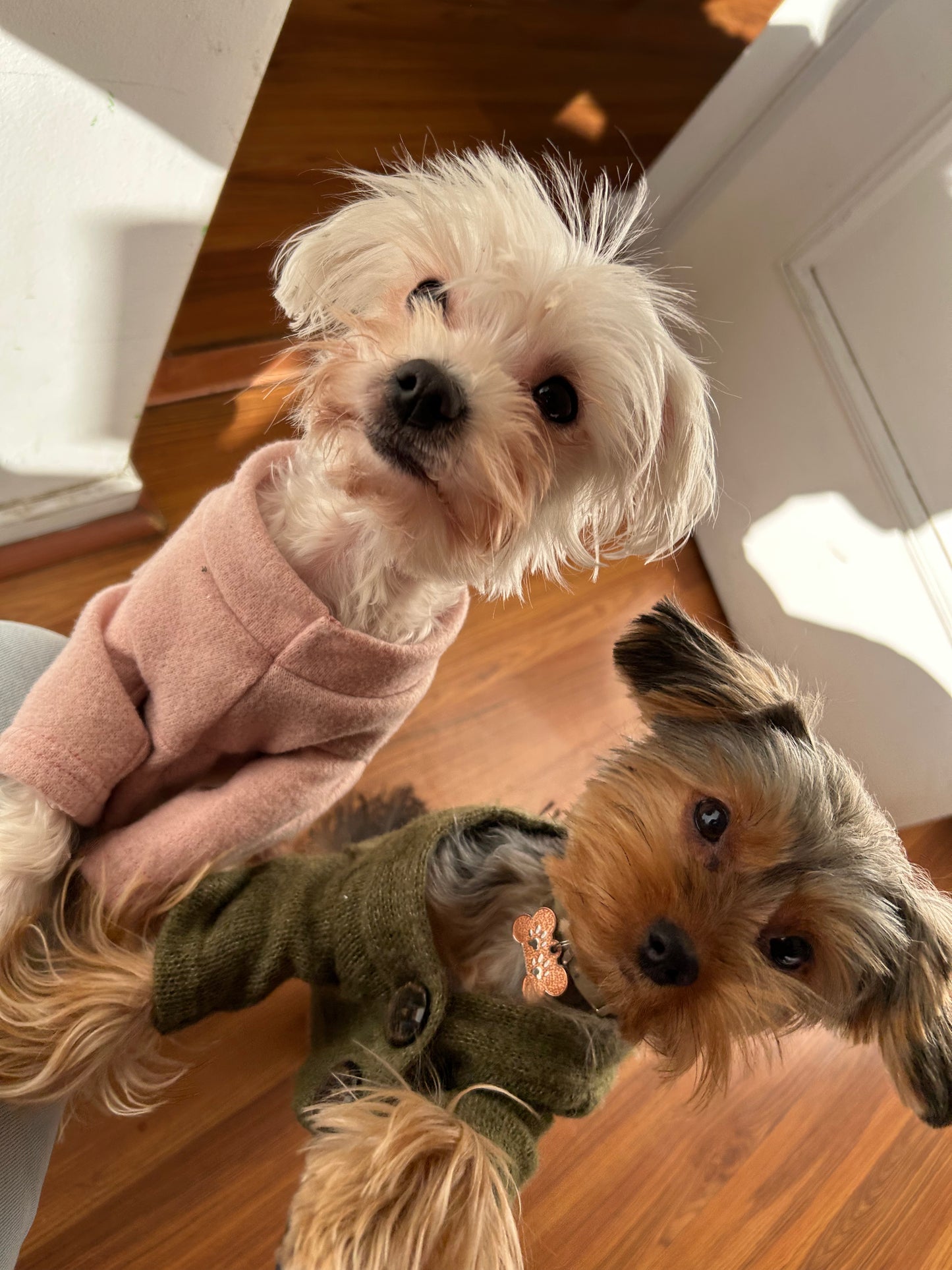 Pet Moms