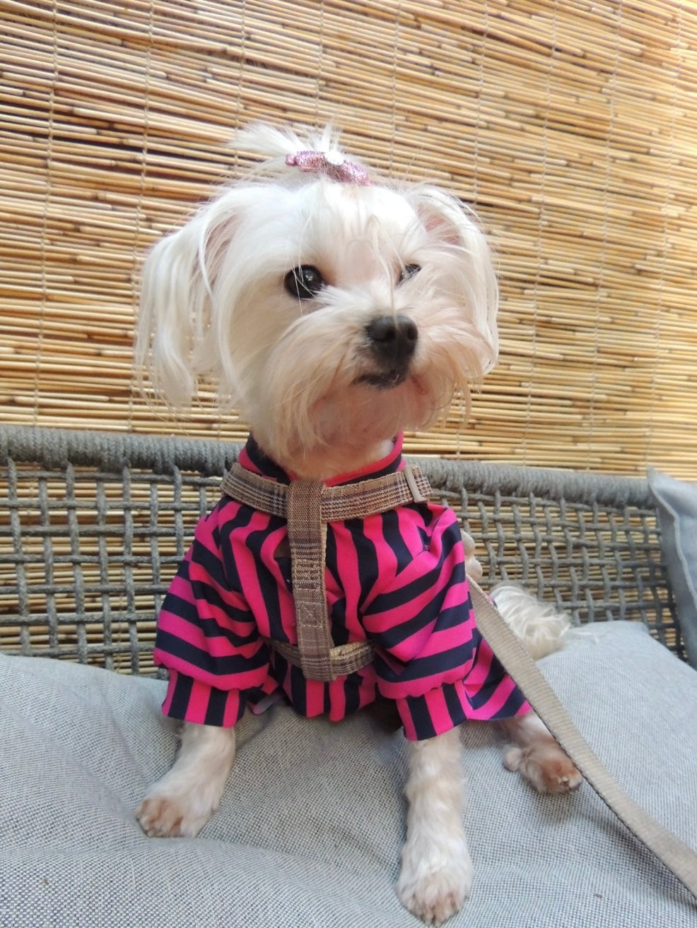 Puppy pink & blue